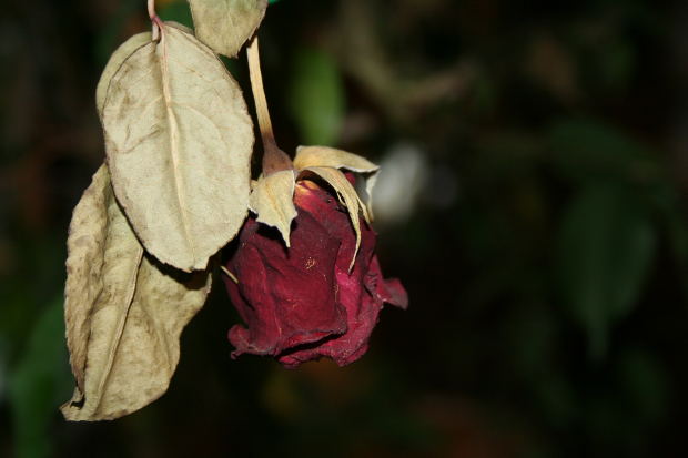 Murió la flor del amor | Mundo Poesía | Foros de poemas